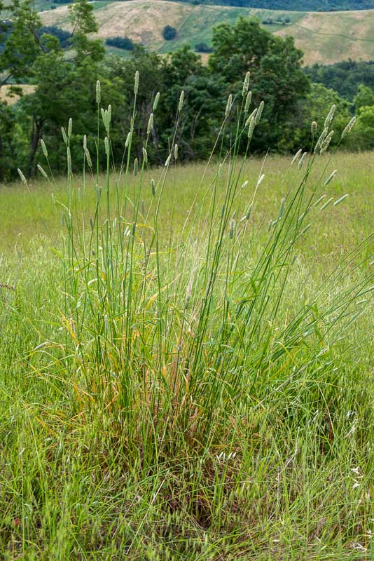 Phalaris aquatica  / Scagliola bulbosa